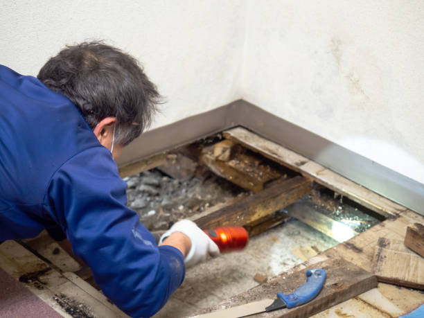 Best Mold Removal Near Me  in Springdale, NJ
