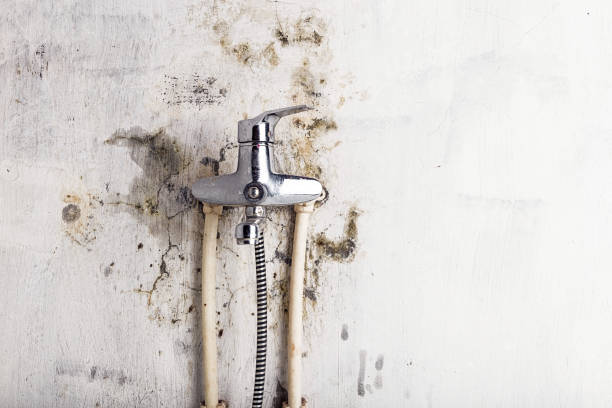 Best Toxic Mold Removal  in Springdale, NJ