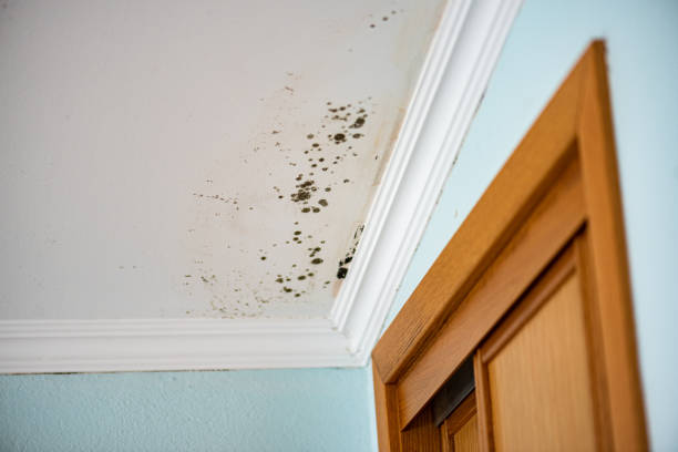 Best Mold Cleaning Services  in Springdale, NJ
