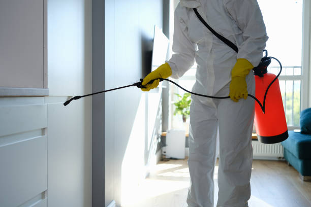 Best Home Mold Removal  in Springdale, NJ