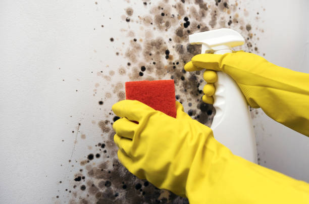 Best Black Mold Removal  in Springdale, NJ
