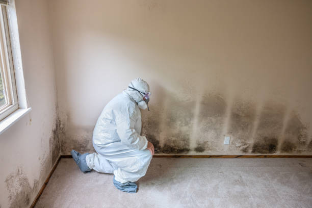 Best Emergency Mold Removal  in Springdale, NJ