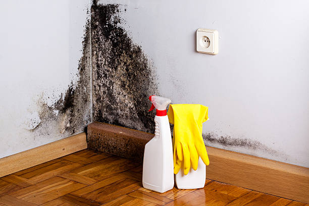 Best Affordable Mold Removal  in Springdale, NJ