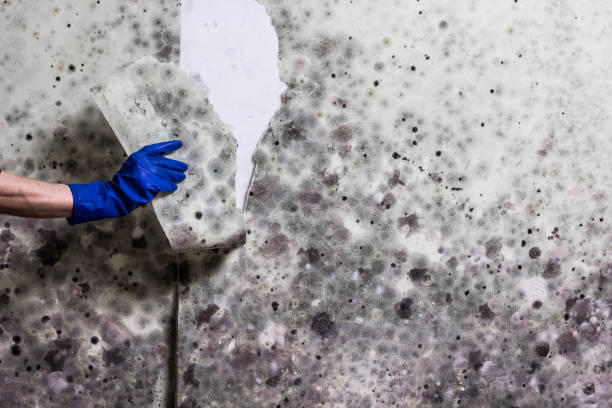 Best Same-Day Mold Removal  in Springdale, NJ