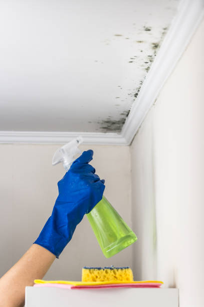 Best Local Mold Removal Service  in Springdale, NJ