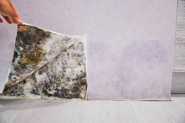 Professional Mold Removal in Springdale, NJ